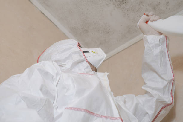 Best Insurance-Related Mold Remediation in Littlefield, TX