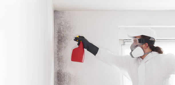 Best DIY Mold Remediation Support Services in Littlefield, TX